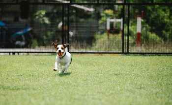 a dog running on the grass with a ball in its mouth